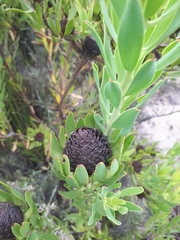 Leucadendron elimense vyeboomense
