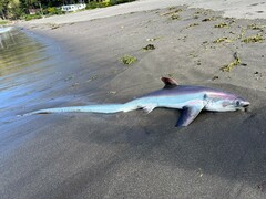 Fox Shark photo 2