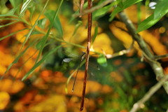 Ecchlorolestes nylephtha