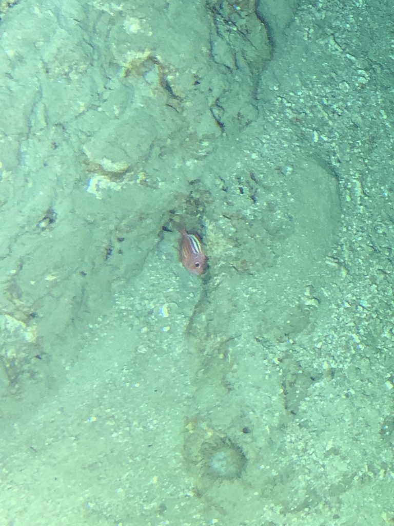 Bigeye Soldierfish