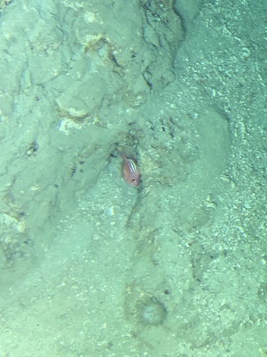 Bigeye Soldierfish