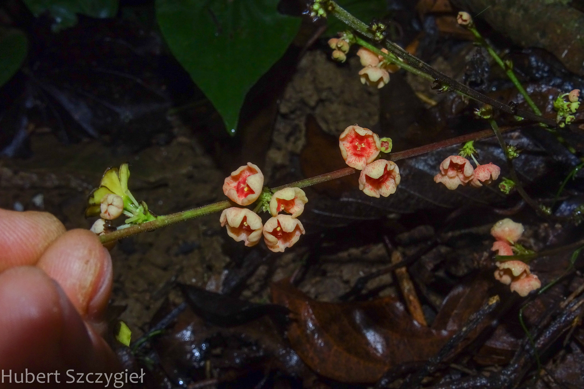 Breynia beillei (Breynia beillei)