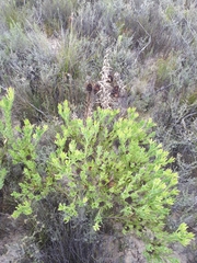 Leucadendron elimense vyeboomense