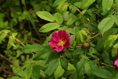 Rosa davurica