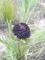 Leucadendron elimense vyeboomense