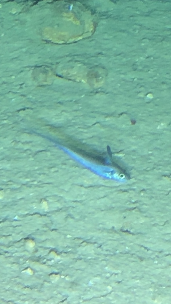 Common Atlantic Grenadier