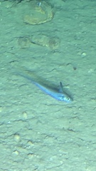 Common Atlantic Grenadier photo 1