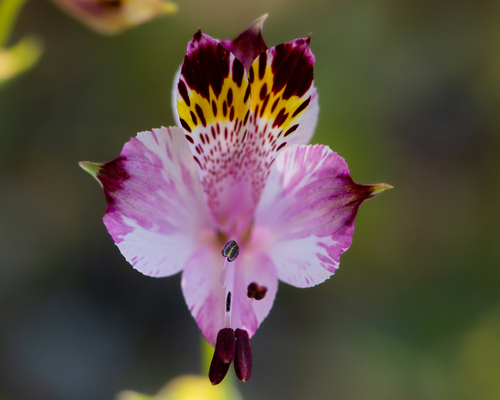 Alstroemeria pulchra (Alstroemeria pulchra)