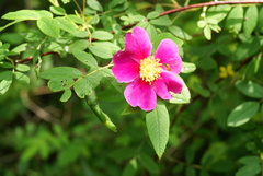 Rosa davurica