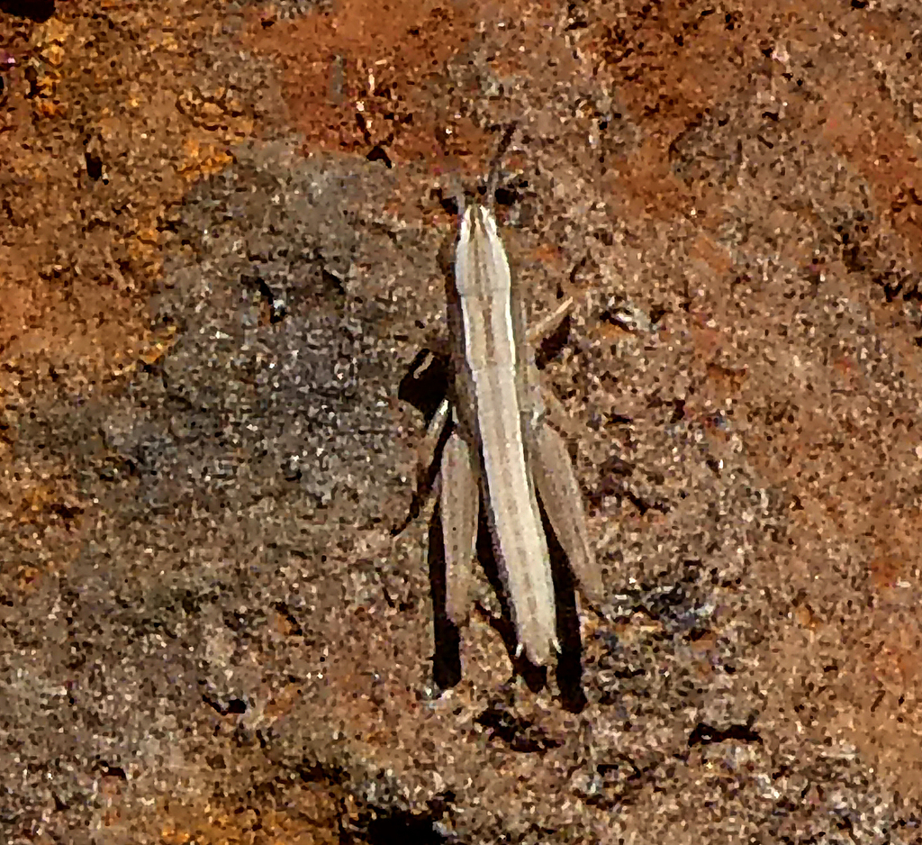 Short Horned Grasshoppers From Parwan Exford Rd Parwan Vic 3340 Australia On November 12 2023 5400