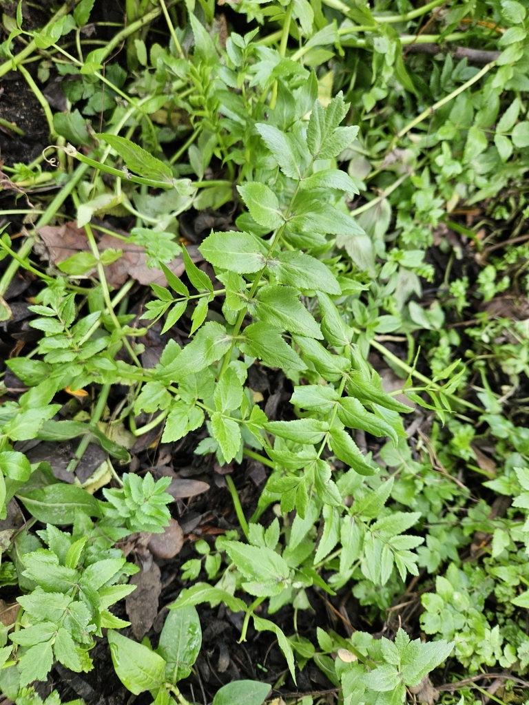 Fool's Watercress (Lesser Marshwort) — research-grade photo via iNaturalist