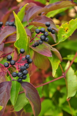 Cornus sanguinea australis