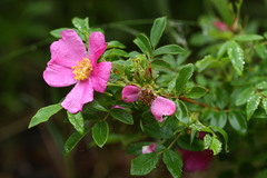 Rosa davurica
