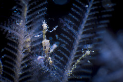 Metaprotella sandalensis