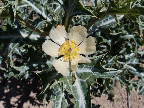 Mexican Poppy (Argemone ochroleuca)