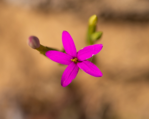 Centaurium cachanlahuen (Centaurium cachanlahuen)