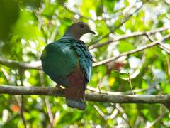 Purple-Tailed Imperial-Pigeon photo 5