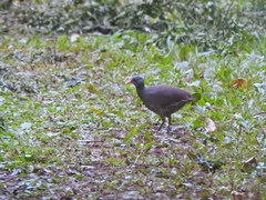 Tataupa Tinamou photo 5