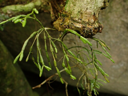 Image of Hatiora salicornoides by (c) agujaceratops, some rights reserved (CC BY)