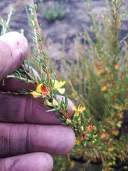 Aspalathus spinosa flavispina