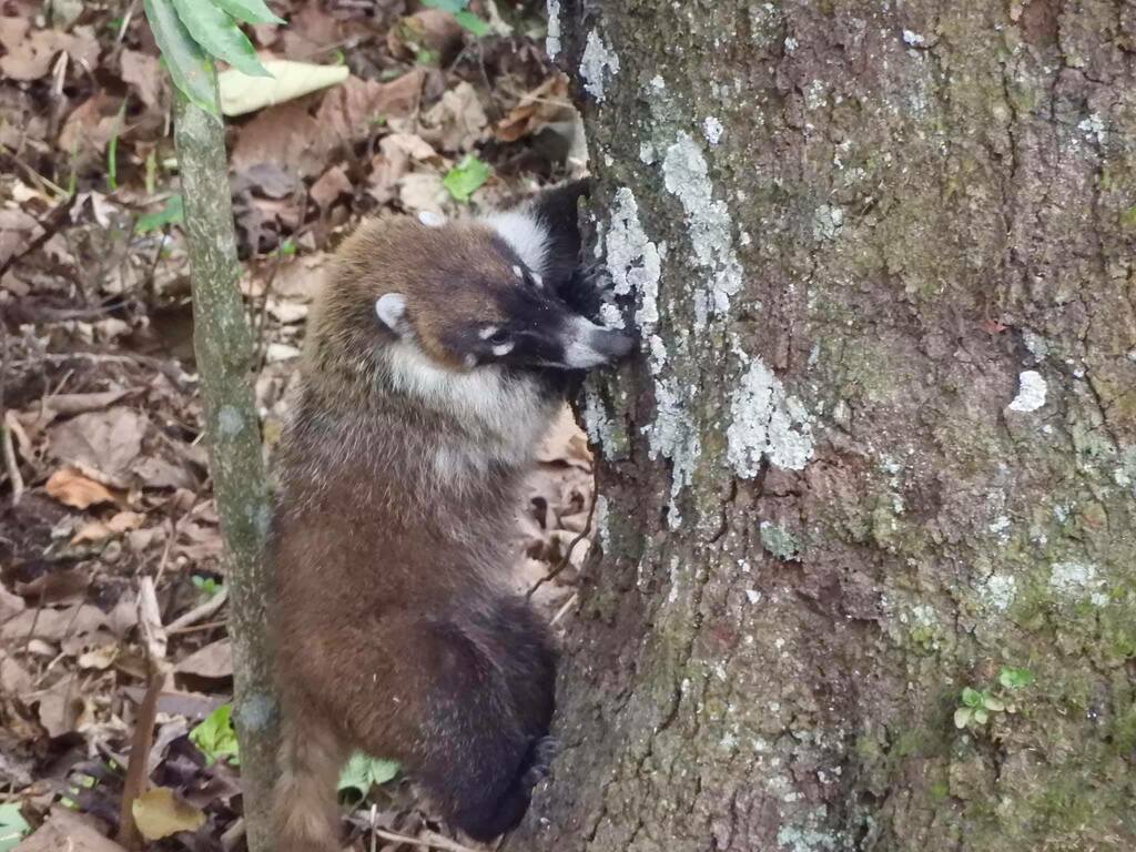 White-nosed Coati from Fortín, Ver., México on October 10, 2022 at 03: ...