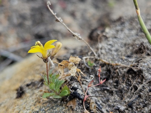 Cederberg oneye (Monopsis acrodon)