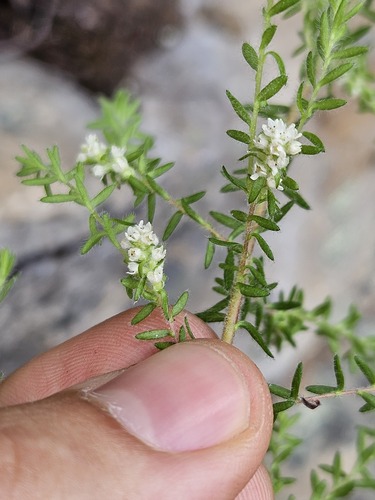 Brunia villosa (Brunia villosa)