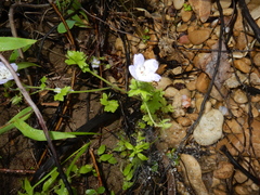 Nemophila phacelioides