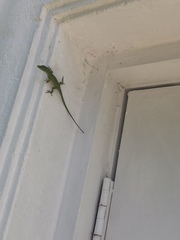 Anolis carolinensis