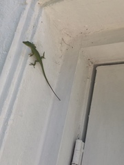 Anolis carolinensis