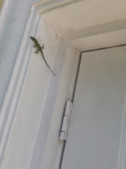 Anolis carolinensis