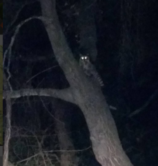 Procyon lotor