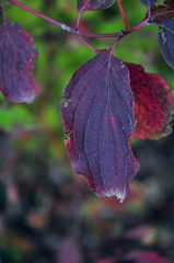 Cornus sanguinea australis