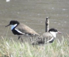 Erythrogonys cinctus