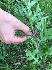 Chauliognathus scutellaris