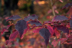 Cornus sanguinea australis