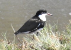 Erythrogonys cinctus