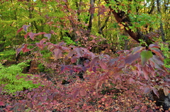 Cornus sanguinea australis