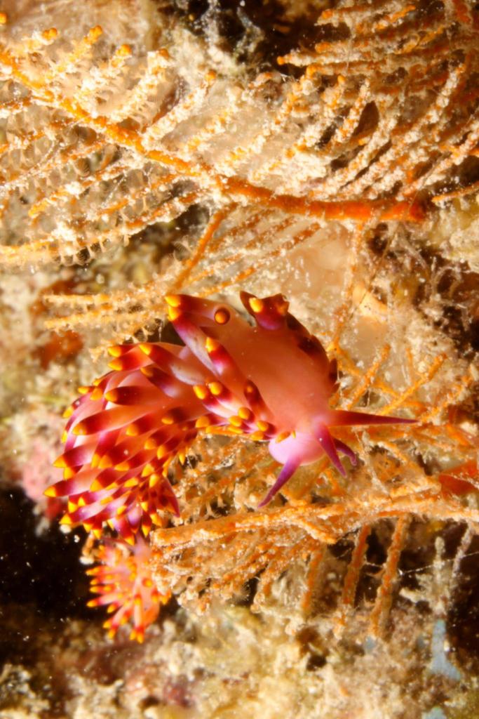Tenellia