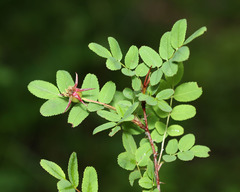 Rosa gracilipes