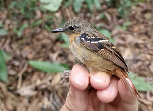 Southern Chestnut-tailed Antbird (Sciaphylax hemimelaena), photo 3