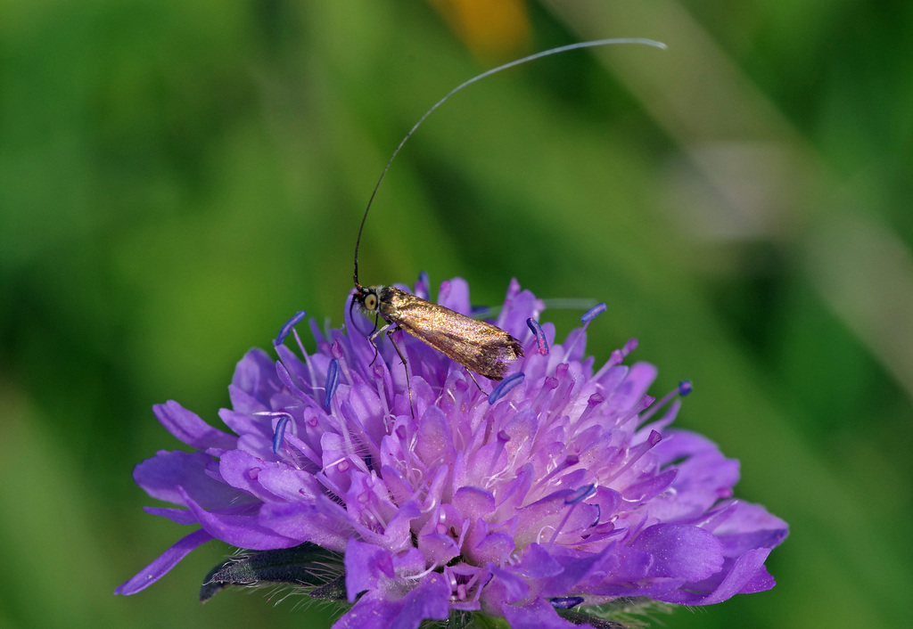brassy-longhorn-from-82481-mittenwald-deutschland-on-july-4-2016-at