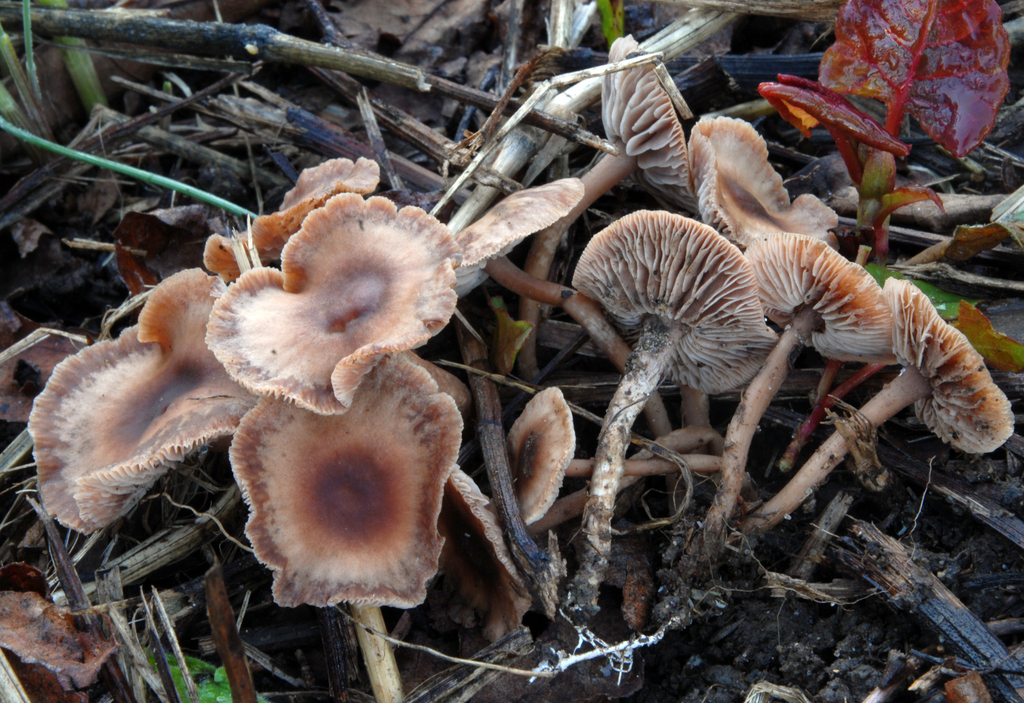 Gymnopus impudicus