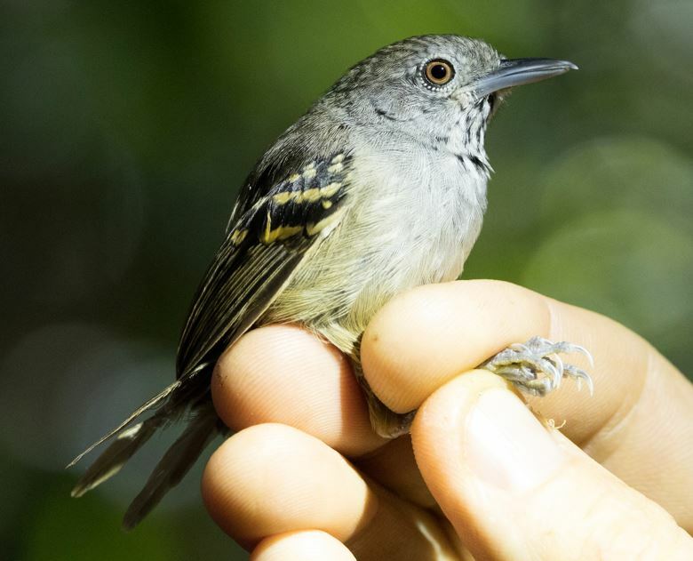 White-eyed Stipplethroat (Epinecrophylla leucophthalma), photo 1