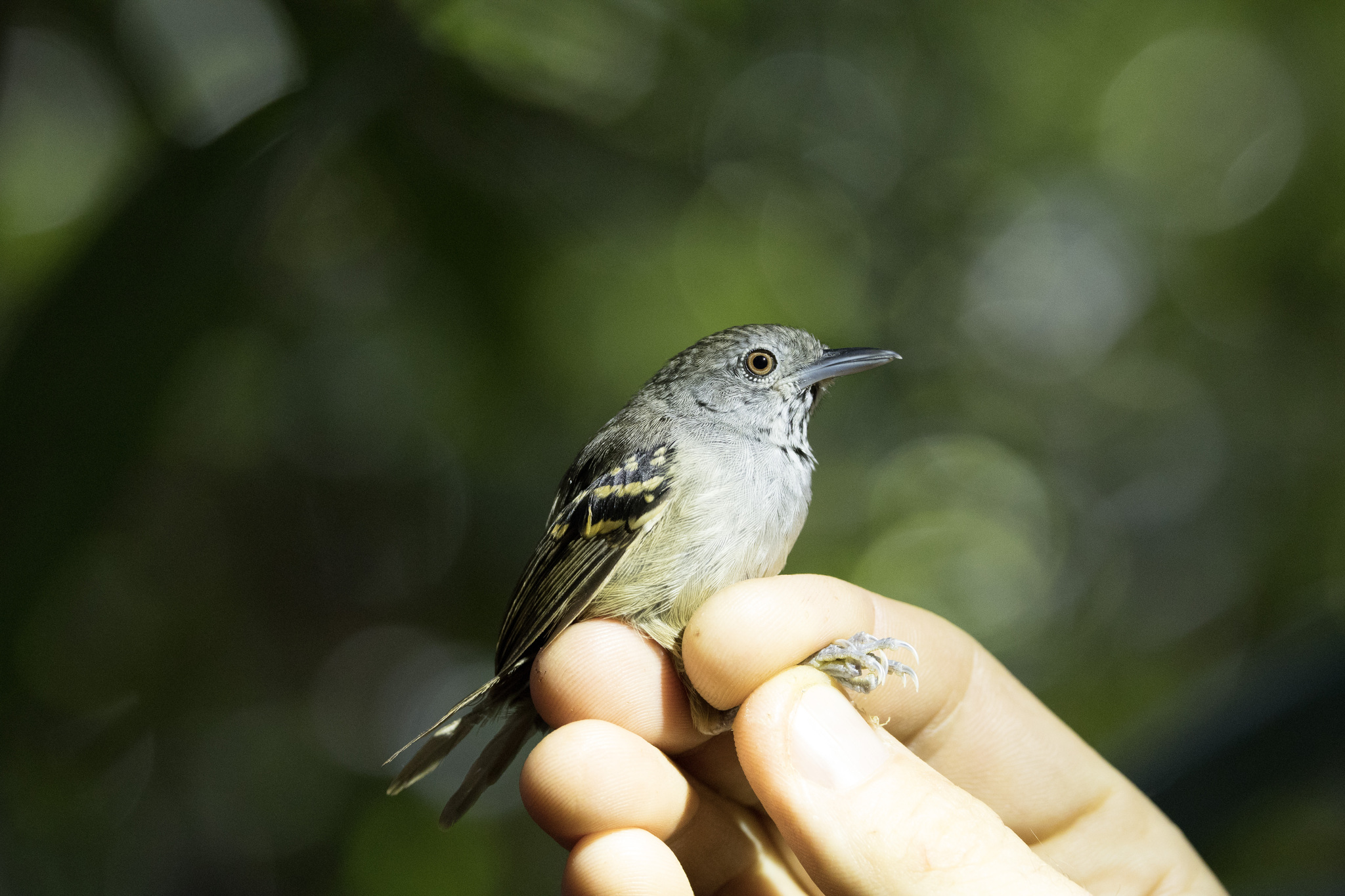 White-eyed Stipplethroat (Epinecrophylla leucophthalma), photo 2