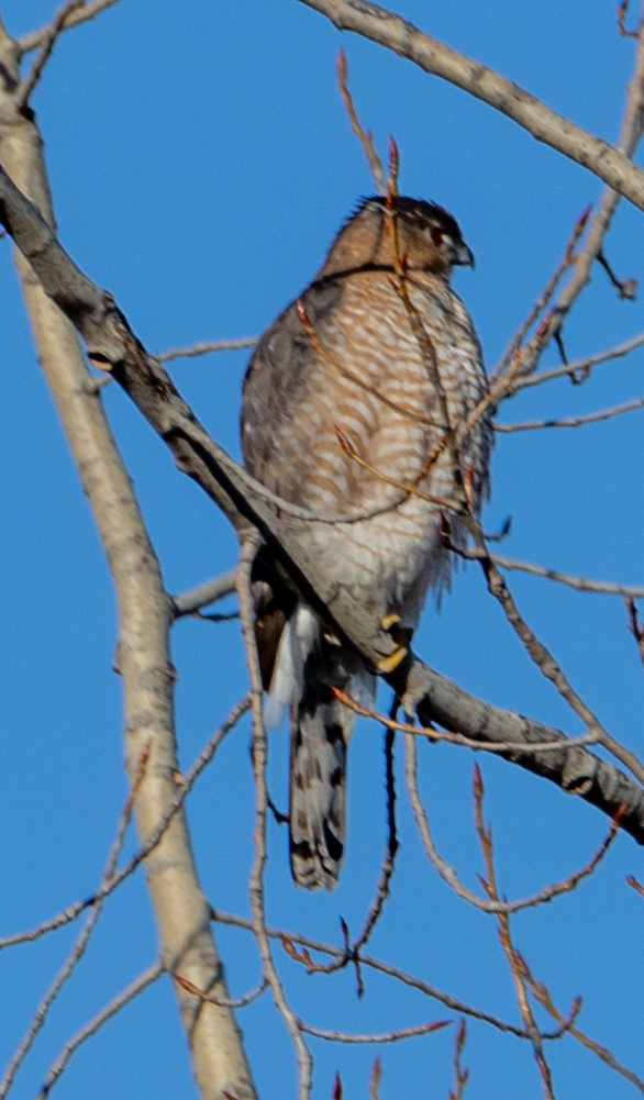 Cooper's Hawk from Centerville, OH, USA on December 13, 2023 at 0330