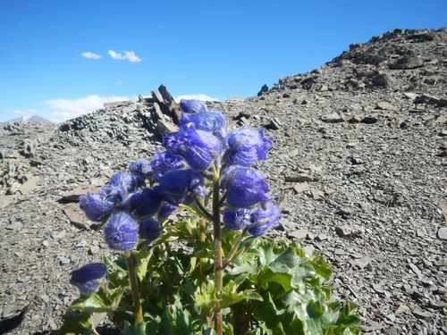 Delphinium brunonianum, photograph 5