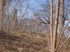 Spinus tristis tristis