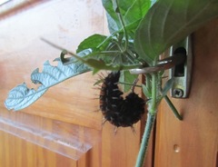 Protogoniomorpha parhassus