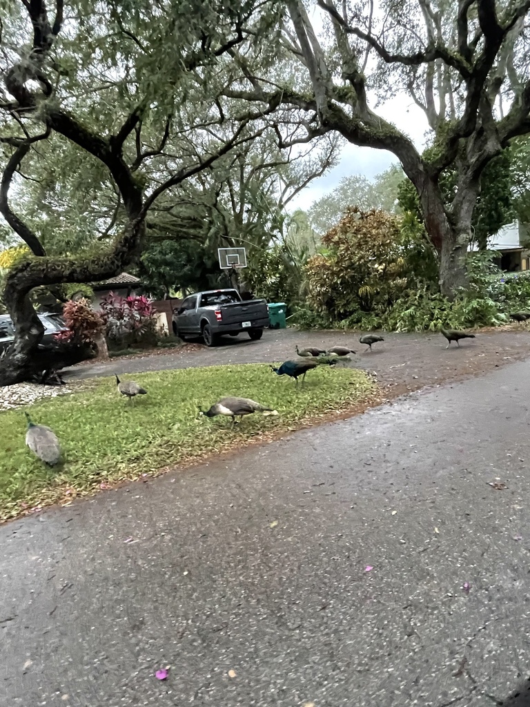 spalding-peafowl-from-sw-52nd-ct-miami-fl-us-on-december-13-2023-at